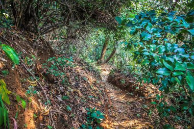 Doğa ve manzara Goa Güney Hindistan'da 