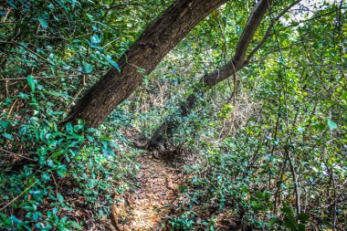 Doğa ve manzara Goa Güney Hindistan'da 