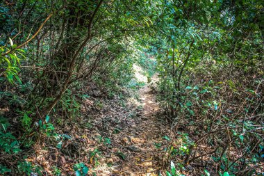 Doğa ve manzara Goa Güney Hindistan'da 