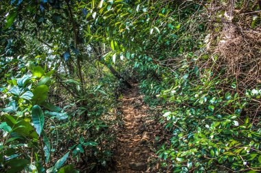Doğa ve manzara Goa Güney Hindistan'da 