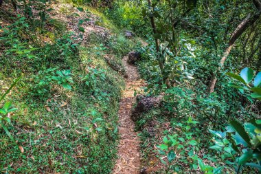Doğa ve manzara Goa Güney Hindistan'da 