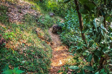 Doğa ve manzara Goa Güney Hindistan'da 