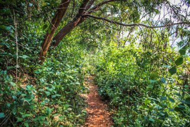 Doğa ve manzara Goa Güney Hindistan'da 