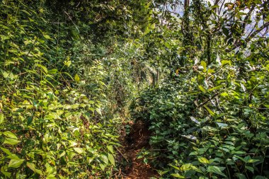 Doğa ve manzara Goa Güney Hindistan'da 