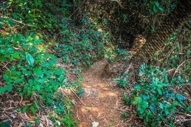 Doğa ve manzara Goa Güney Hindistan'da 