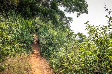 Doğa ve manzara Goa Güney Hindistan'da 