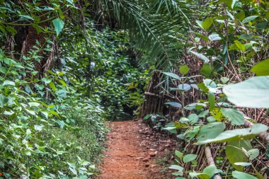 Doğa ve manzara Goa Güney Hindistan'da 
