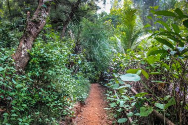 Doğa ve manzara Goa Güney Hindistan'da 