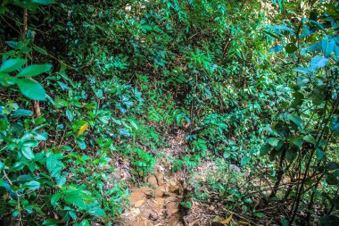 Doğa ve manzara Goa Güney Hindistan'da 