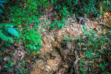 Doğa ve manzara Goa Güney Hindistan'da 