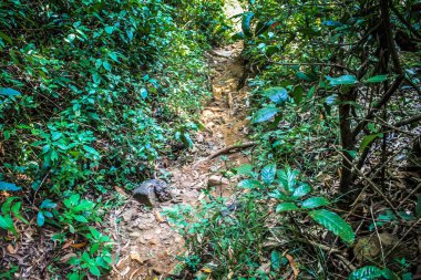 Doğa ve manzara Goa Güney Hindistan'da 