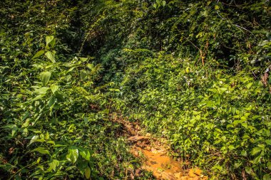 Doğa ve manzara Goa Güney Hindistan'da 