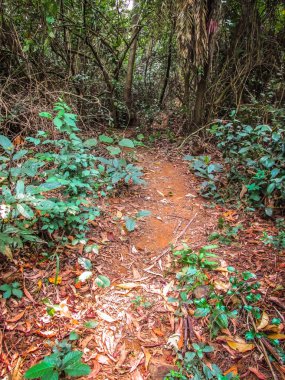 Doğa ve manzara Goa Güney Hindistan'da 