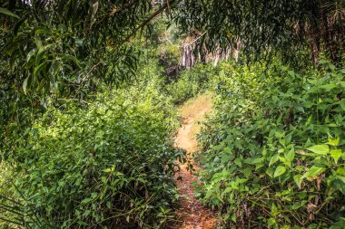 Doğa ve manzara Goa Güney Hindistan'da 