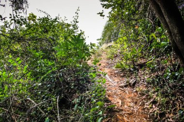 Doğa ve manzara Goa Güney Hindistan'da 