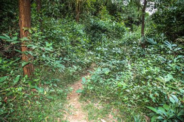 Doğa ve manzara Goa Güney Hindistan'da 