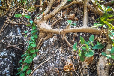 Doğa ve manzara Goa Güney Hindistan'da 