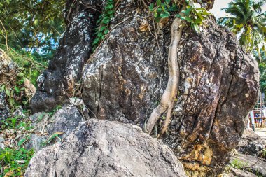 Doğa ve manzara Goa Güney Hindistan'da 