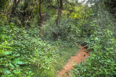 Doğa ve manzara Goa Güney Hindistan'da 