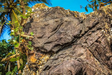 Doğa ve manzara Goa Güney Hindistan'da 