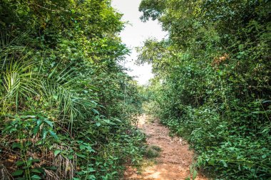 Doğa ve manzara Goa Güney Hindistan'da 