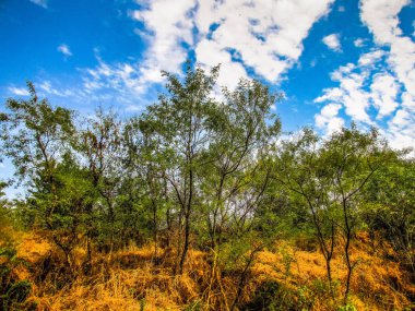 Doğa ve manzara Goa Güney Hindistan'da 