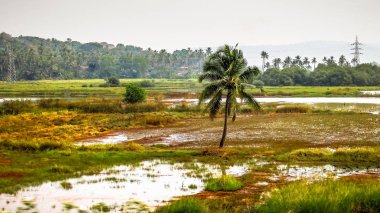Doğa ve manzara Goa Güney Hindistan'da 