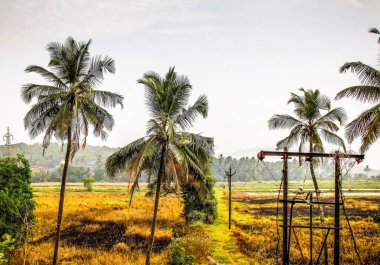 Doğa ve manzara Goa Güney Hindistan'da 