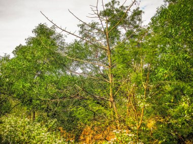 Doğa ve manzara Goa Güney Hindistan'da 