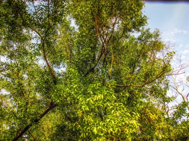 Doğa ve manzara Goa Güney Hindistan'da 