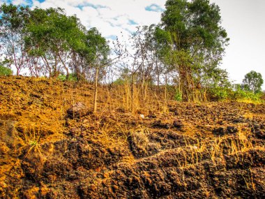 Doğa ve manzara Goa Güney Hindistan'da 