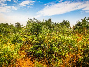 Doğa ve manzara Goa Güney Hindistan'da 