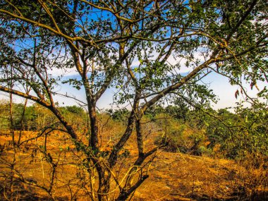 Doğa ve manzara Goa Güney Hindistan'da 