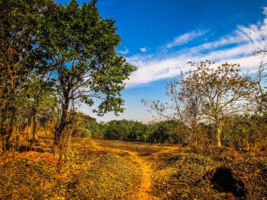 Doğa ve manzara Goa Güney Hindistan'da 