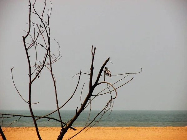 해안선과 인도에서 — 스톡 사진