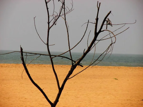 Natureza Paisagem Goa Sul Índia — Fotografia de Stock