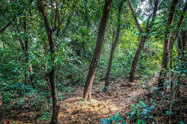 Alam Dan Lanskap Goa Selatan India — Stok Foto