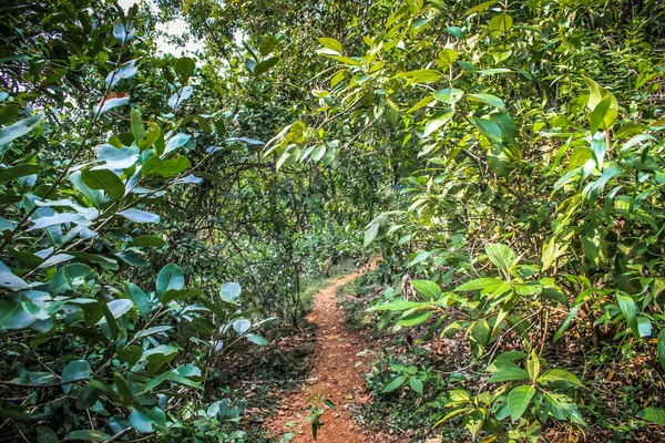Doğa ve manzara Goa Güney Hindistan'da 