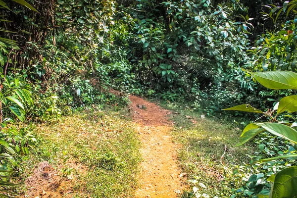 Doğa ve manzara Goa Güney Hindistan'da 
