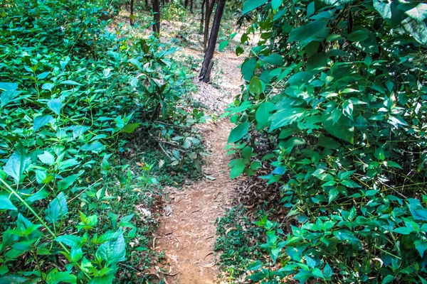 Natureza Paisagem Goa Sul Índia — Fotografia de Stock