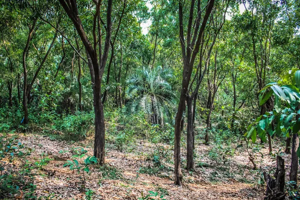 Doğa ve manzara Goa Güney Hindistan'da 