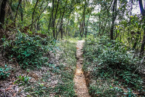 Doğa ve manzara Goa Güney Hindistan'da 