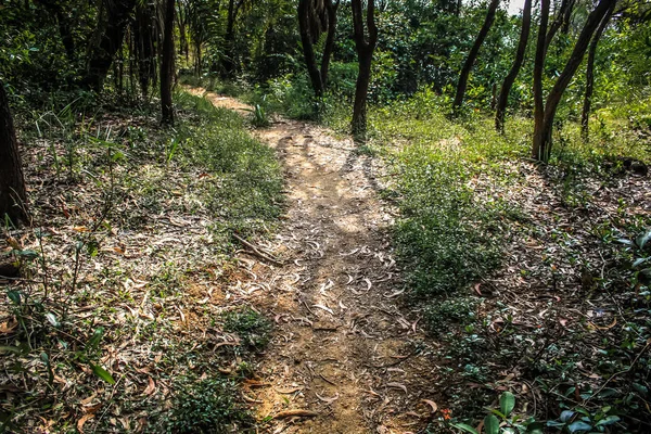 Doğa ve manzara Goa Güney Hindistan'da 