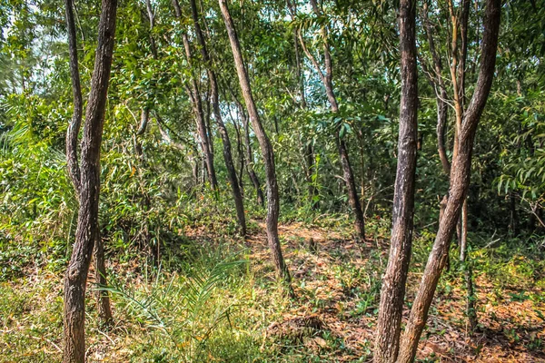 Natuur Landschap Goa Zuid India — Stockfoto