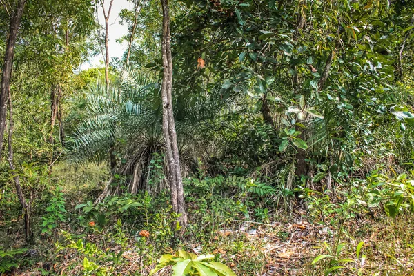 Nature Landscape Goa Southern India — Stock Photo, Image