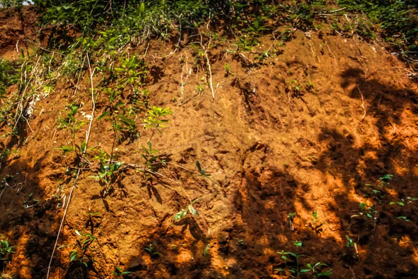 Природа Ландшафт Гоа — стоковое фото