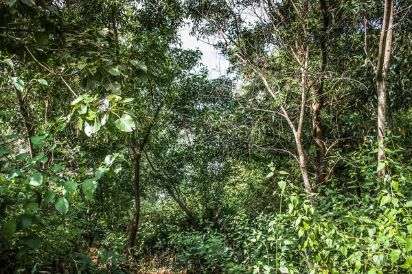 Natuur Landschap Goa Zuid India — Stockfoto