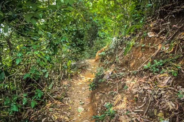 Natura Paesaggio Goa India Meridionale — Foto Stock