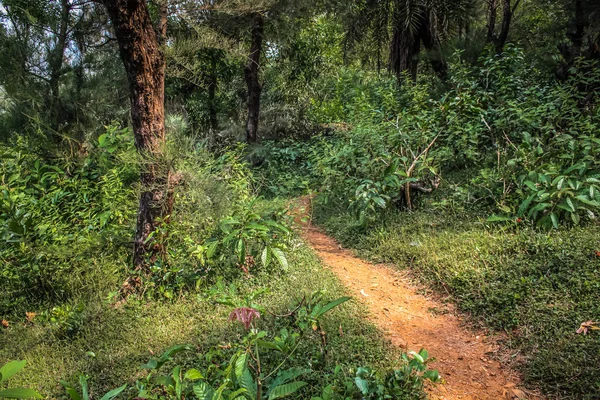 Naturaleza Paisaje Goa Sur India — Foto de Stock