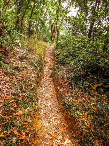 Natura Paesaggio Goa India Meridionale — Foto Stock